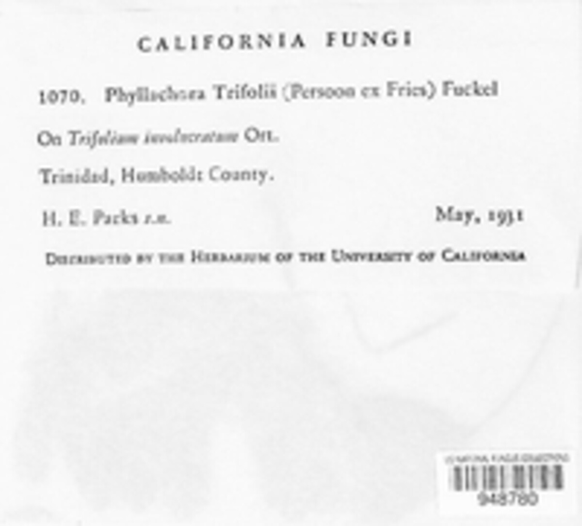 Polythrincium trifolii image